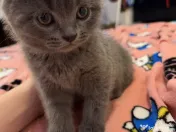 Pui british shorthair 