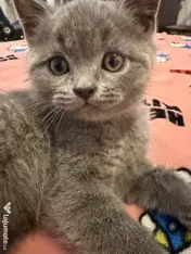 Pui british shorthair 