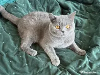 Mascul British Shorthair 1 an, castrat 