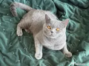 Mascul British Shorthair 1 an, castrat 