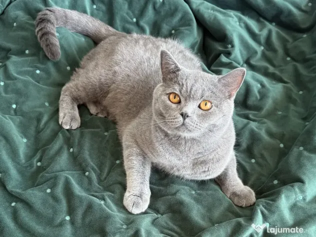 Mascul British Shorthair 1 an, castrat