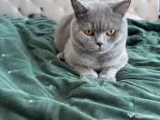 Mascul British Shorthair 1 an, castrat 