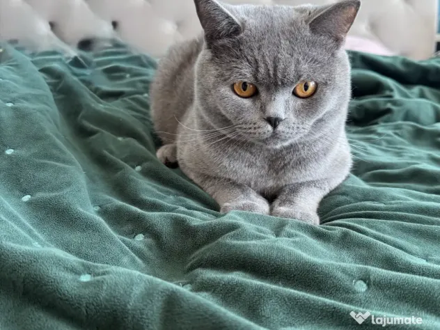 Mascul British Shorthair 1 an, castrat