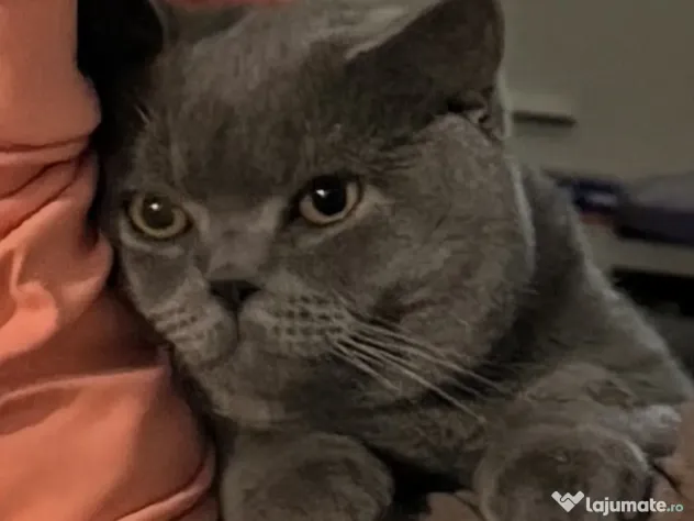 Mascul British Shorthair 1 an, castrat