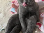Mascul British Shorthair 1 an, castrat 