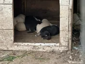 De vânzare grajd fostă fermă în Stelnica (IL) 