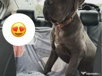 Mascul Cane corso