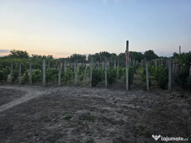 Casa comuna Celaru, sat Soreni, jud. Dolj