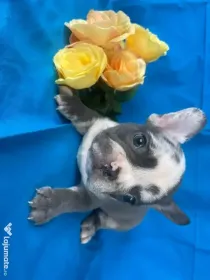 Bulldog francez mascul în vârstă de 11 săptămâni