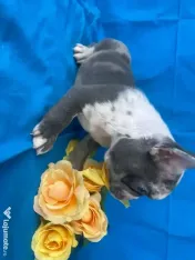 Bulldog francez mascul în vârstă de 11 săptămâni 