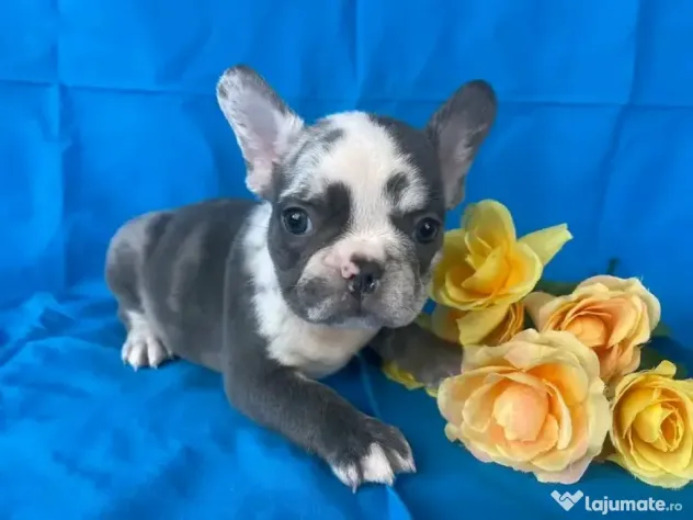 Bulldog francez mascul în vârstă de 11 săptămâni