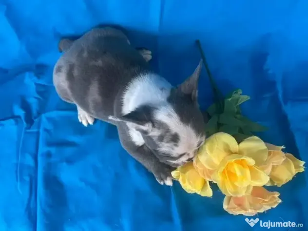 Bulldog francez mascul în vârstă de 11 săptămâni
