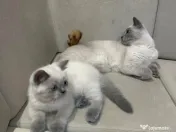 British shorthair colorpoint 