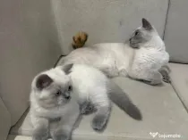 British shorthair colorpoint