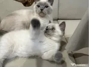 British shorthair colorpoint 