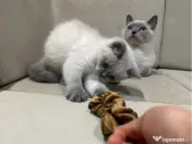 British shorthair colorpoint 