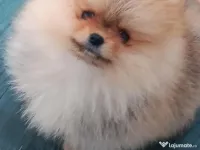 Pui pomeranian orange. 