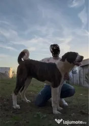 Femela 6 luni 