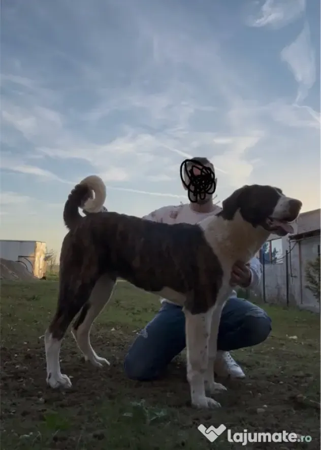 Femela 6 luni