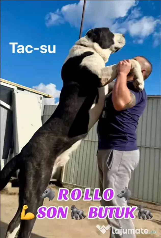 Femela 6 luni