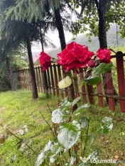 Casă de vacanță / cabană Câmpu Cetății – 2460 mp te 