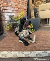 Signature Walk Set Maro BRAUBRAU pentru Câini 