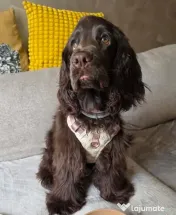 Signature Walk Set Maro BRAUBRAU pentru Câini 