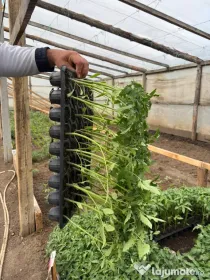 Răsaduri sănătoase de legume – pregătite pentru plantare