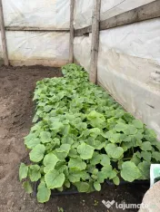 Răsaduri sănătoase de legume – pregătite pentru plantare 