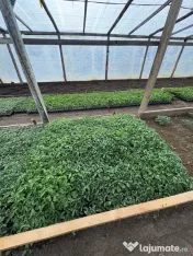 Răsaduri sănătoase de legume – pregătite pentru plantare 