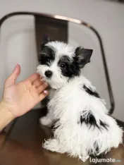 Yorkshire terrier cu pedigree 