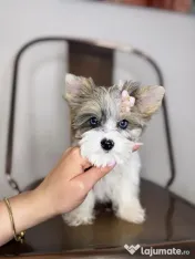Yorkshire terrier cu pedigree 