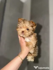 Yorkshire terrier cu pedigree 