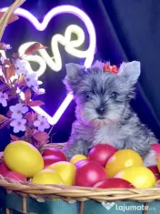 Yorkshire terrier cu pedigree 