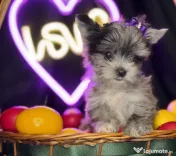 Yorkshire terrier cu pedigree 
