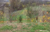 Casă bătrânească cu teren generos – 1.807 mp, Tulburen 