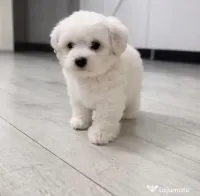 Bichon Mini Toy Imperial Whait 