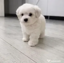 Bichon Mini Toy Imperial Whait
