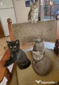 Pisicuțe british shorthair 