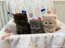 Pisici Persane