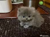 Pisici Persane 
