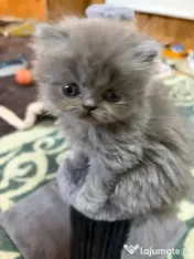 Pisici Persane 