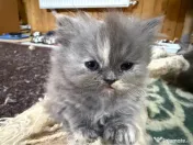 Pisici Persane 