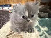 Pisici Persane 