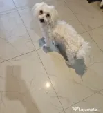 Bichon Maltez Toy (Toby)