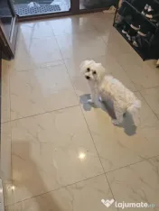 Bichon Maltez Toy (Toby) 