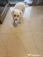 Bichon Maltez Toy (Toby) 