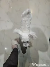 Bichon Maltez Toy (Toby) 