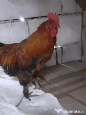 Vand cocosi gaini de rasa pintenati mari golas transilvania  pitici mari 