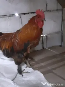 Vand cocosi gaini de rasa pintenati mari golas transilvania  pitici mari